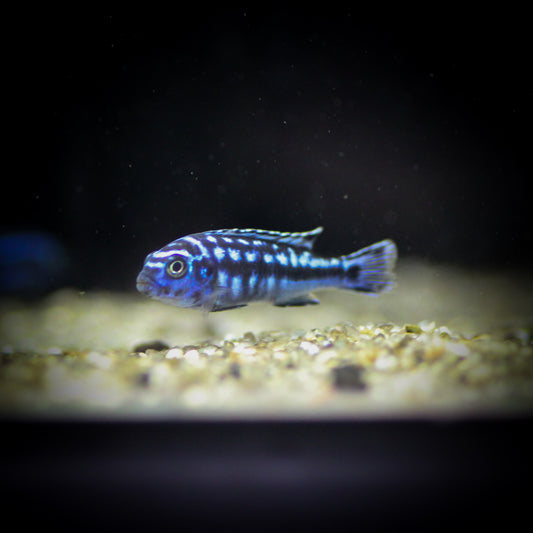 Electric Blue Johanni Cichlid