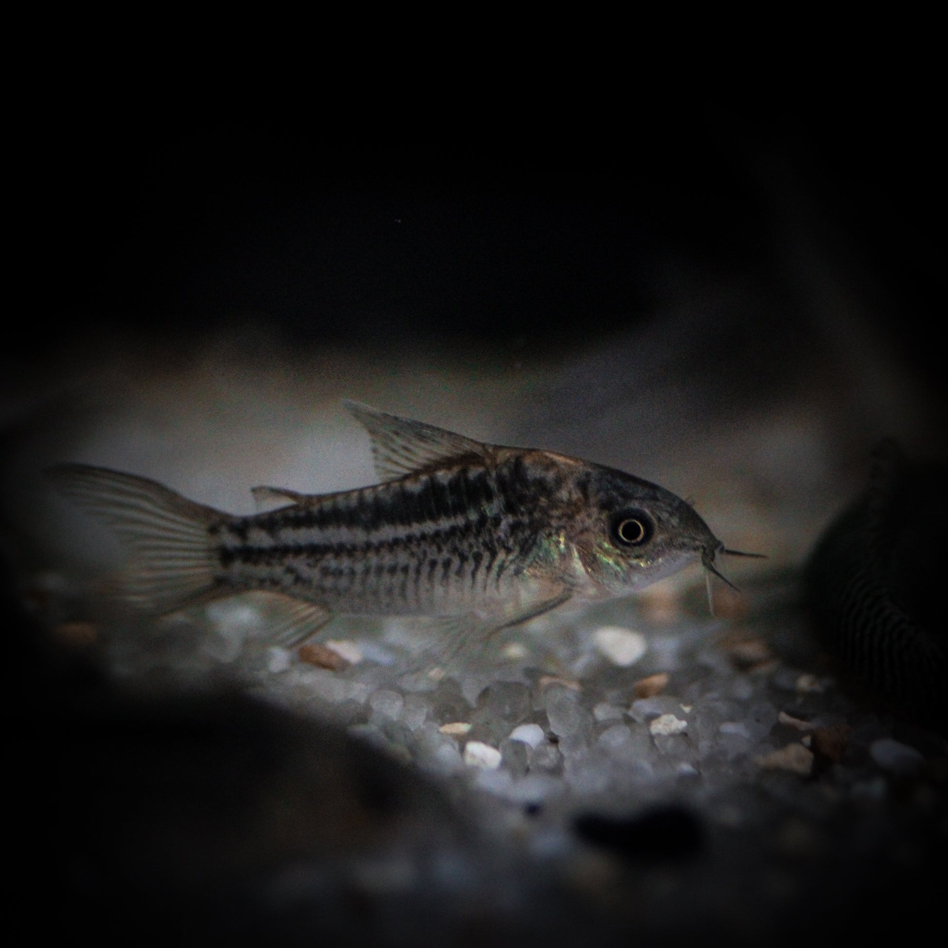 Elegant Corydoras (Corydoras Elegans)