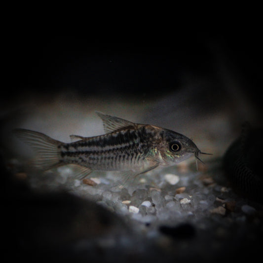Elegant Corydoras (Corydoras Elegans)