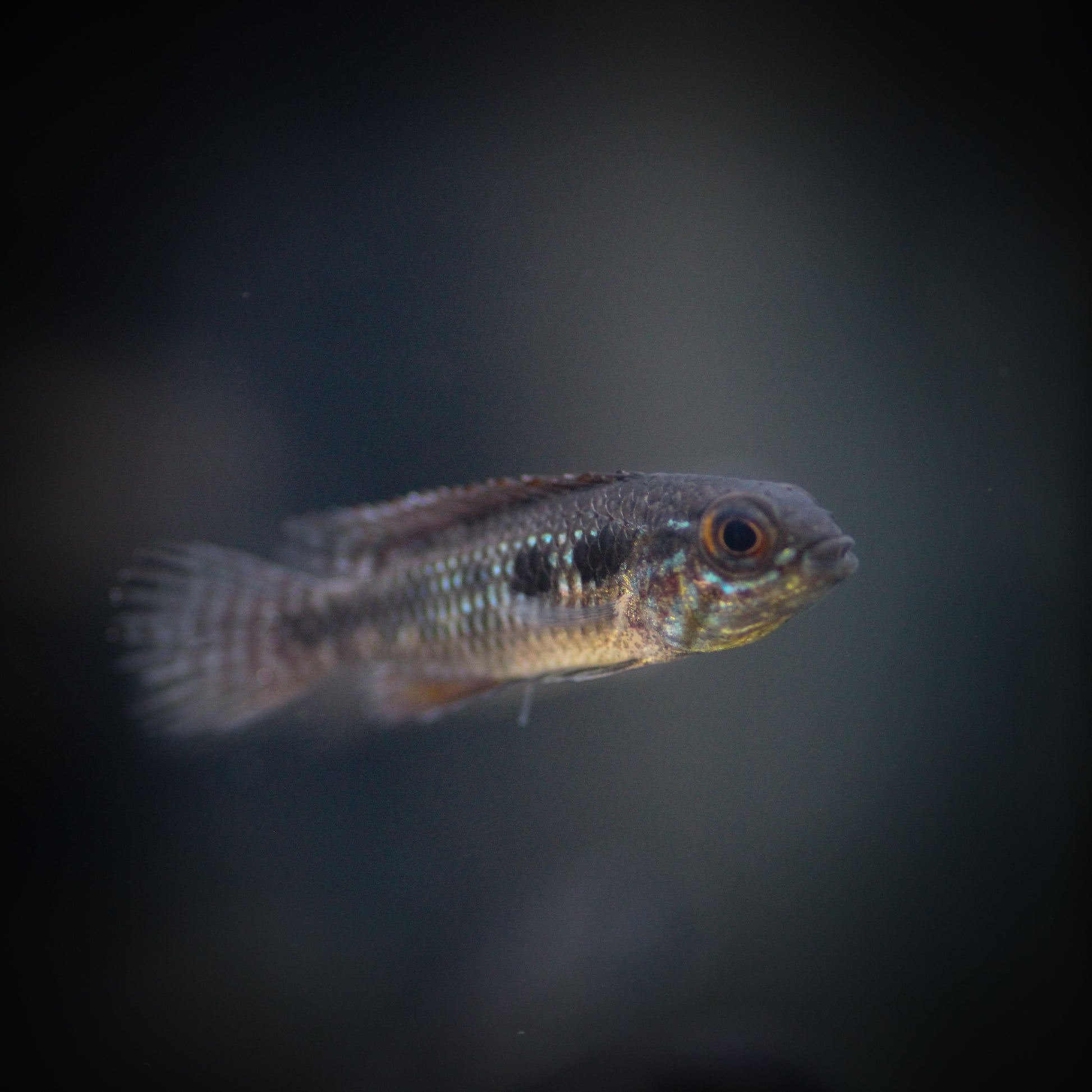 Elizabethae Apistogramma (Apistogramma elizabethae)