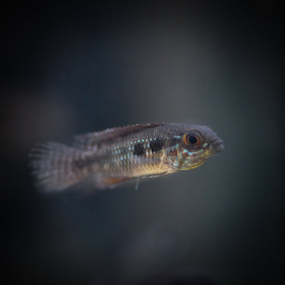 Elizabethae Apistogramma (Apistogramma elizabethae)