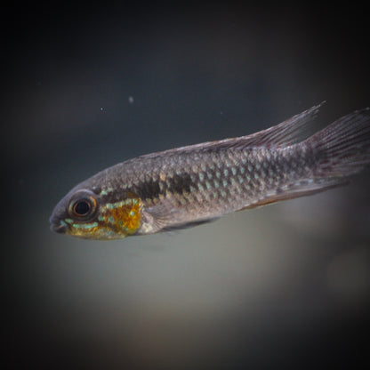Elizabethae Apistogramma (Apistogramma elizabethae)
