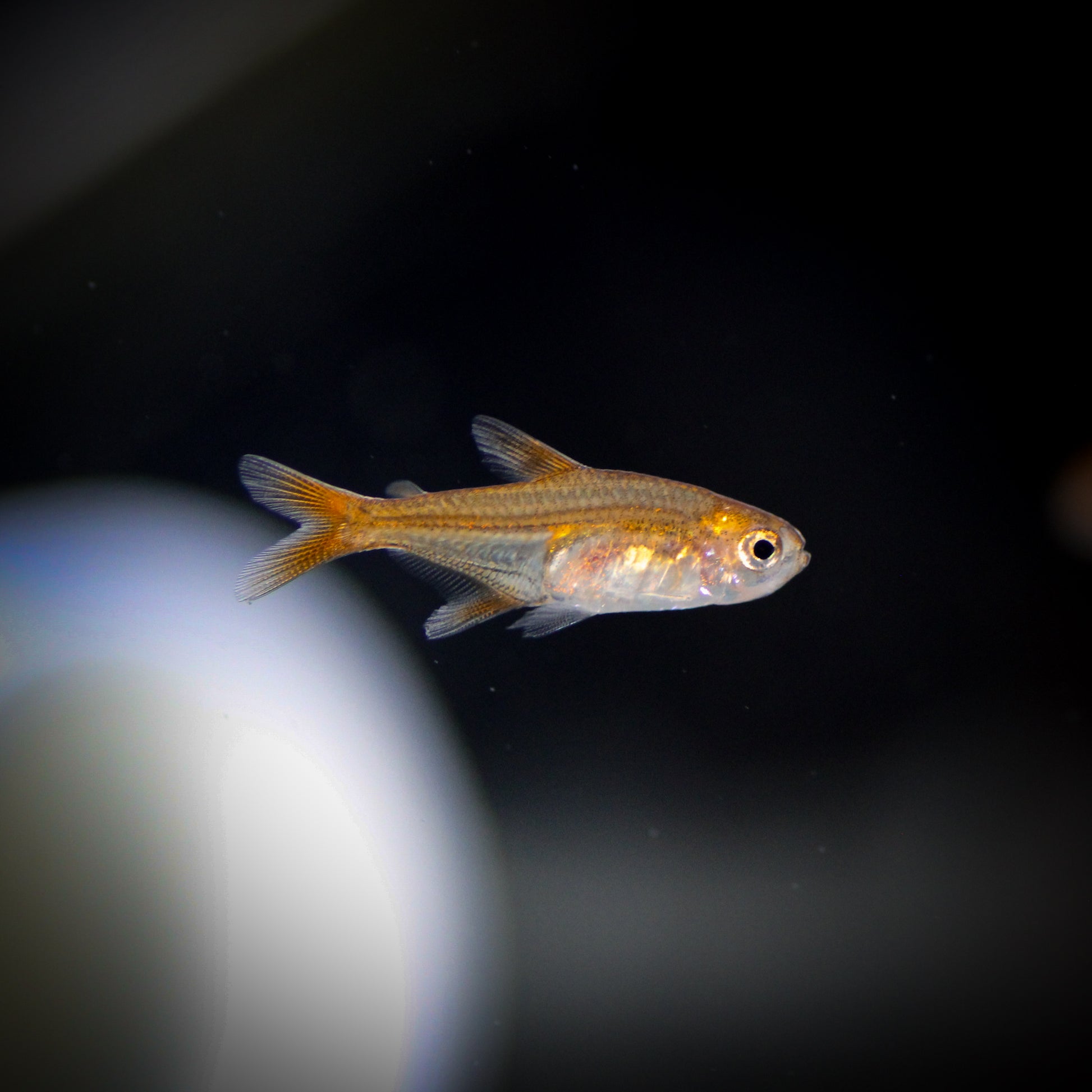 Ember Tetra (Hyphessobrycon amandae)