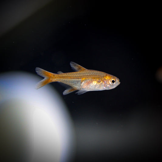Ember Tetra (Hyphessobrycon amandae)