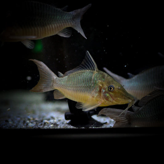 Emerald Brochis Corydoras (Corydoras "Brochis" Splendens)