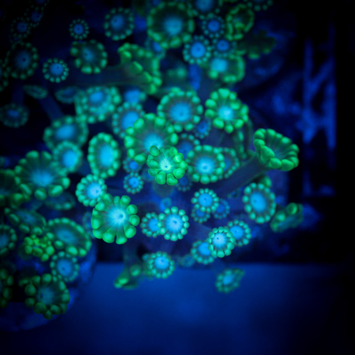 Emerald Green Alveopora