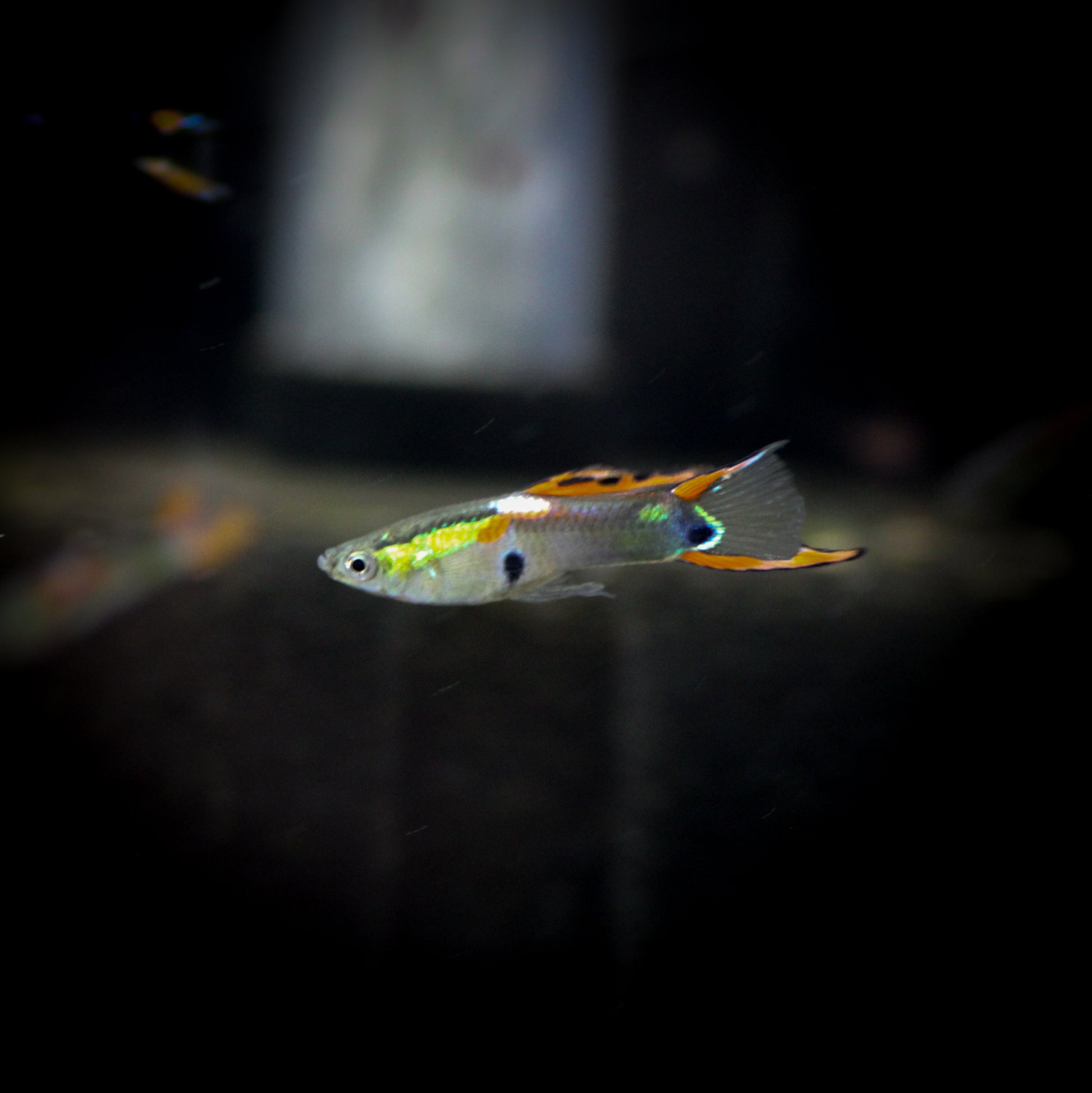 Endler's LivebearerM