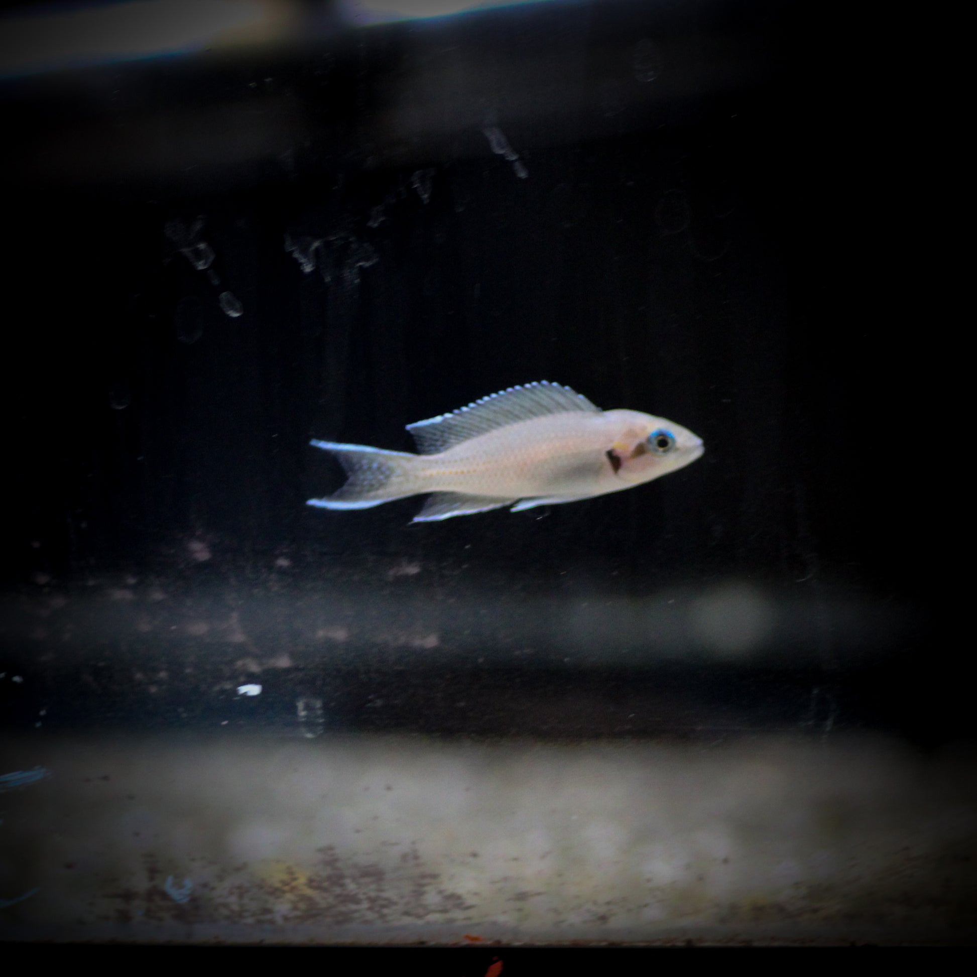 Fairy Cichlid (Neolamprologus Brichardi)