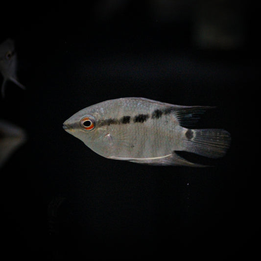 Festivum (Mesonauta Insignis)