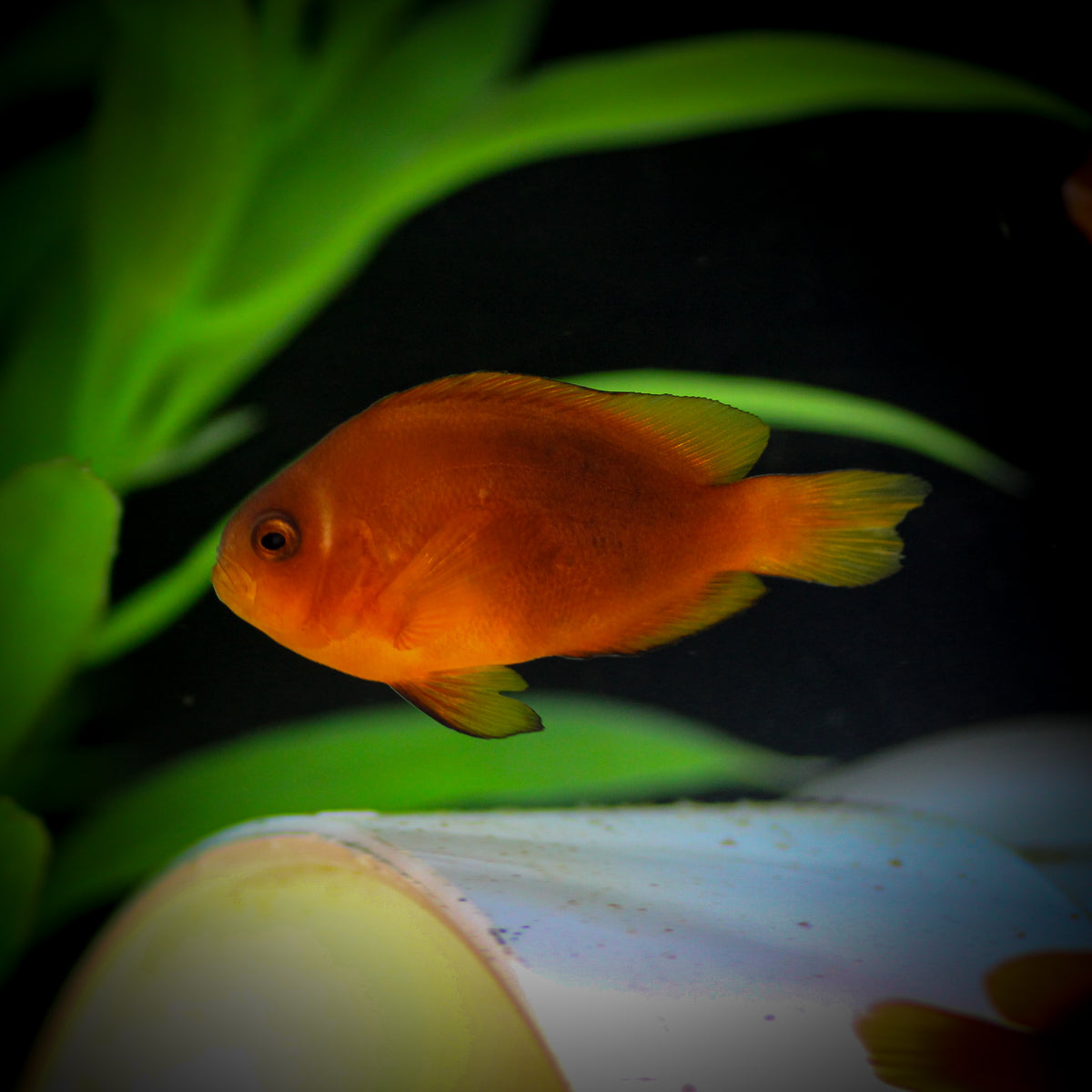 Fire Clownfish (Amphiprion ephippium)