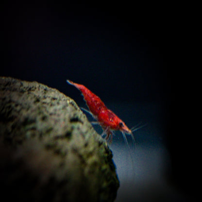 Fire Red Shrimp