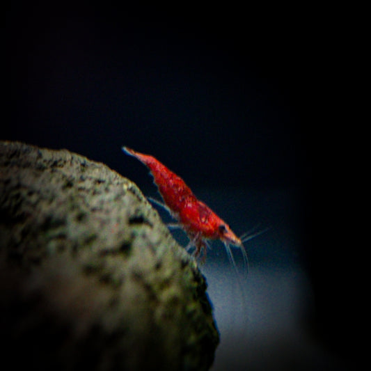 Fire Red Shrimp