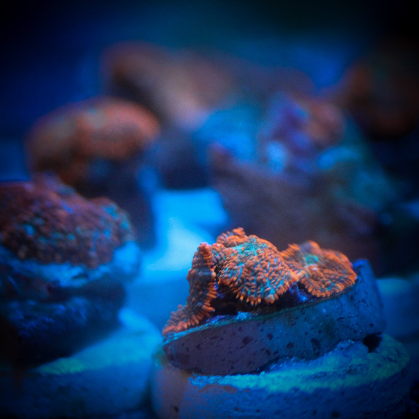 Fire and Ice Mushroom