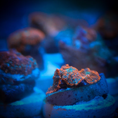 Fire and Ice Mushroom