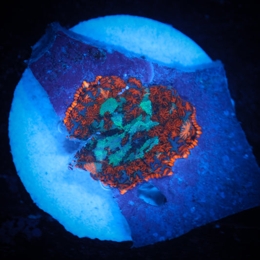 Fire and Ice Mushroom