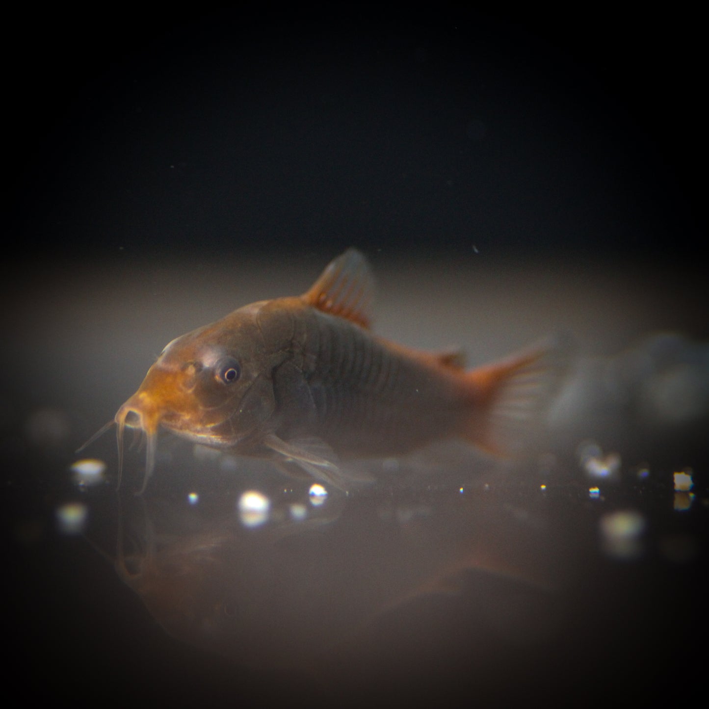 Fireball Corydoras (Osteogaster hephaestus)