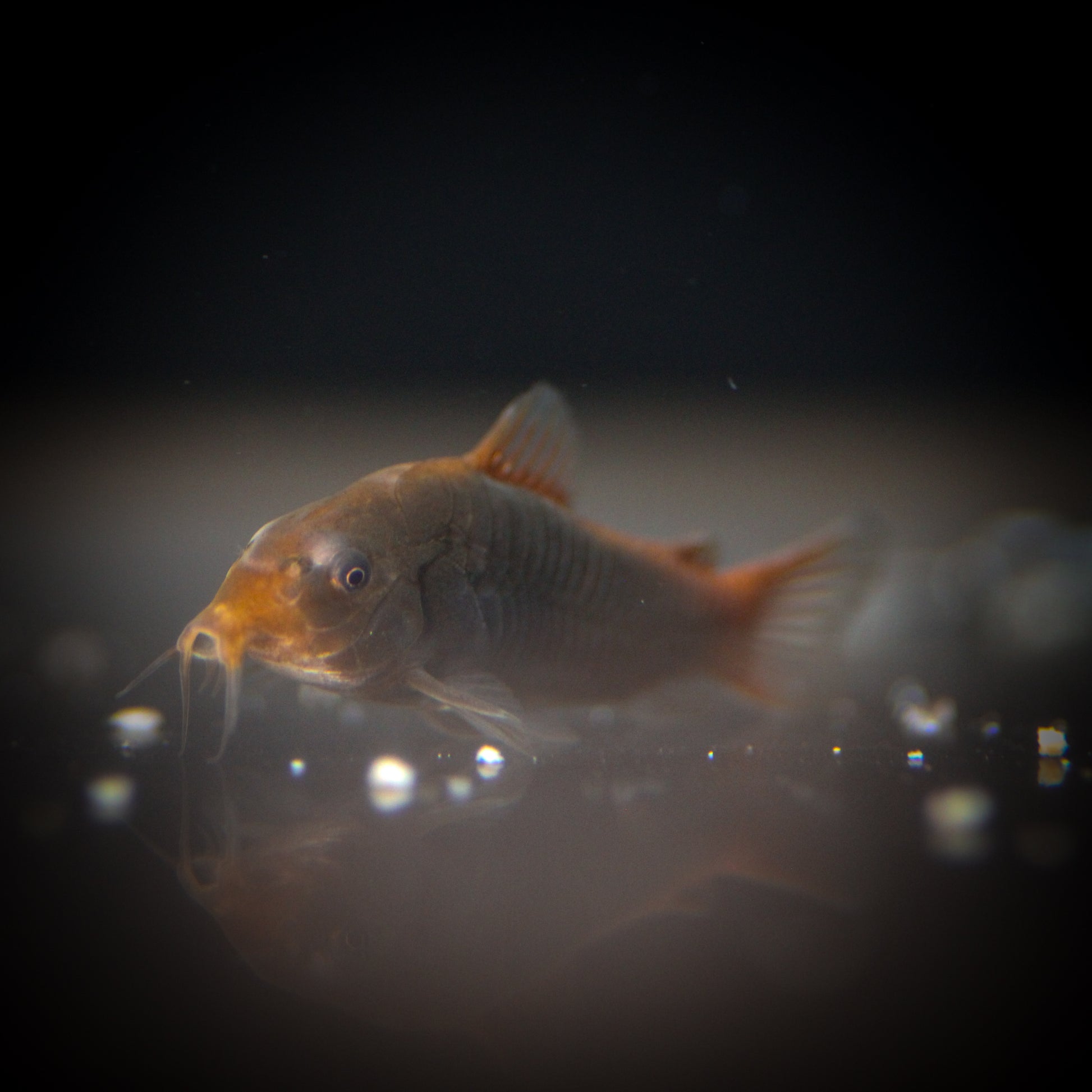Fireball Corydoras (Osteogaster hephaestus)