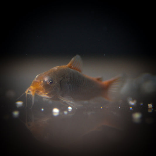 Fireball Corydoras (Osteogaster hephaestus)
