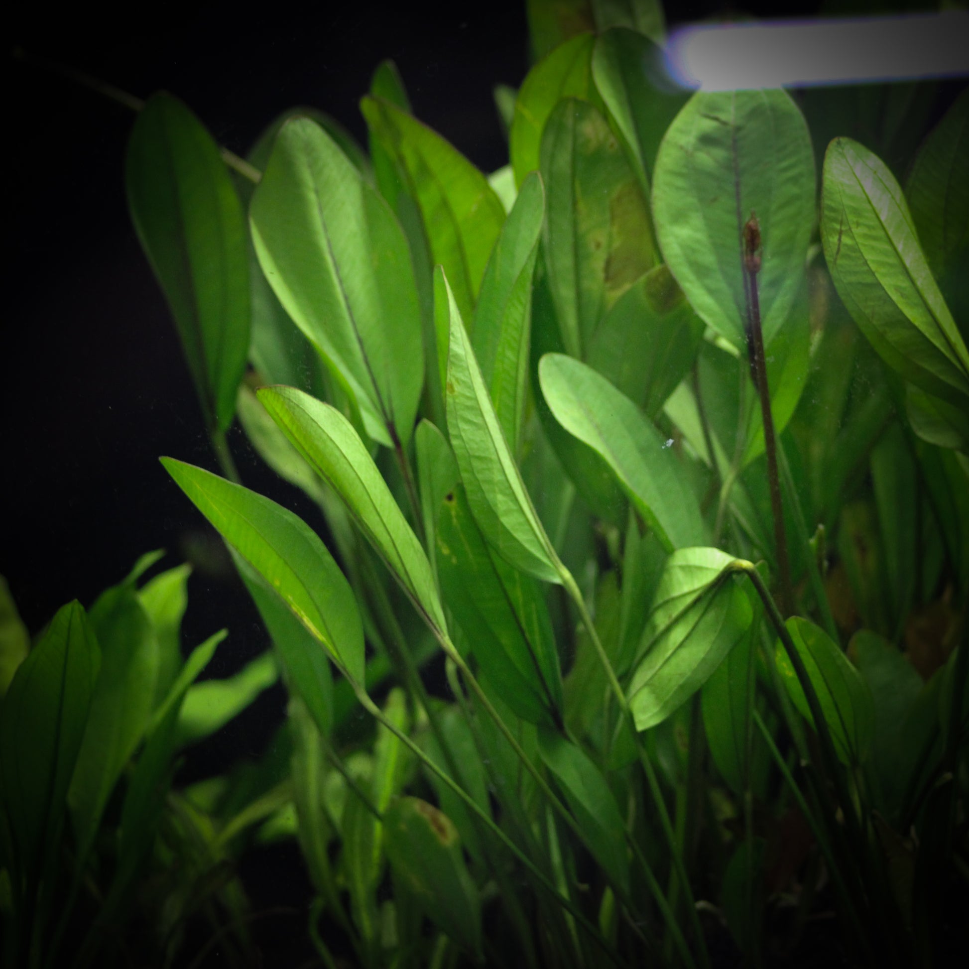 Frans Stoffels Sword (Echinodorus 'Frans Stoffels')