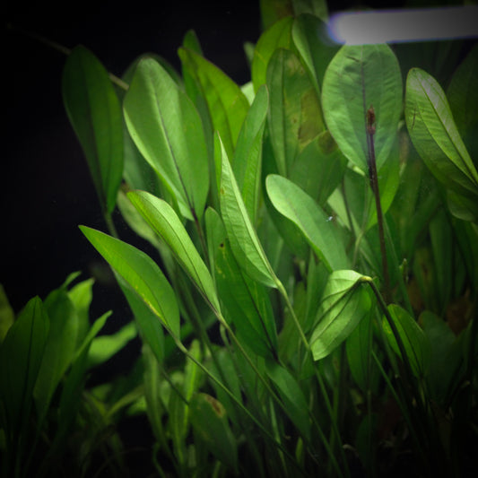 Frans Stoffels Sword (Echinodorus 'Frans Stoffels')