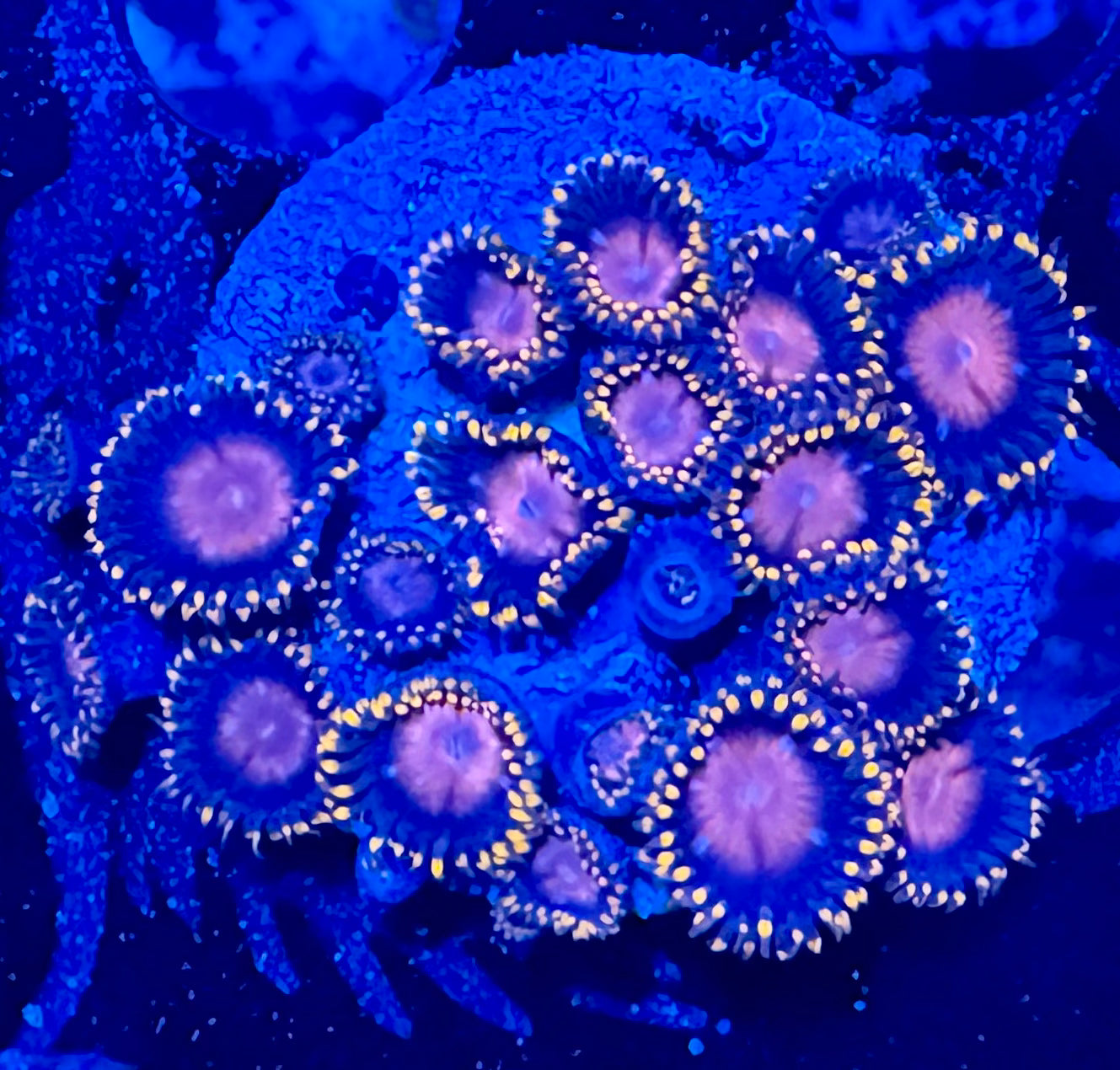 HAW KH Sunburst Zoanthid