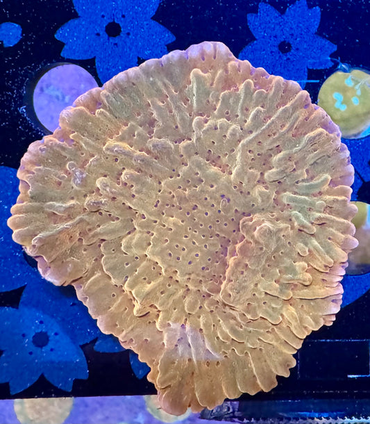 HAW Supernova Montipora