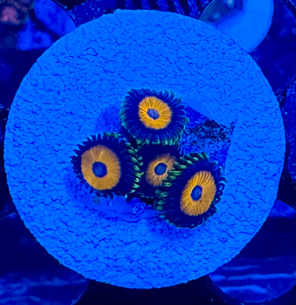 HAW Eagle Eye Zoanthid