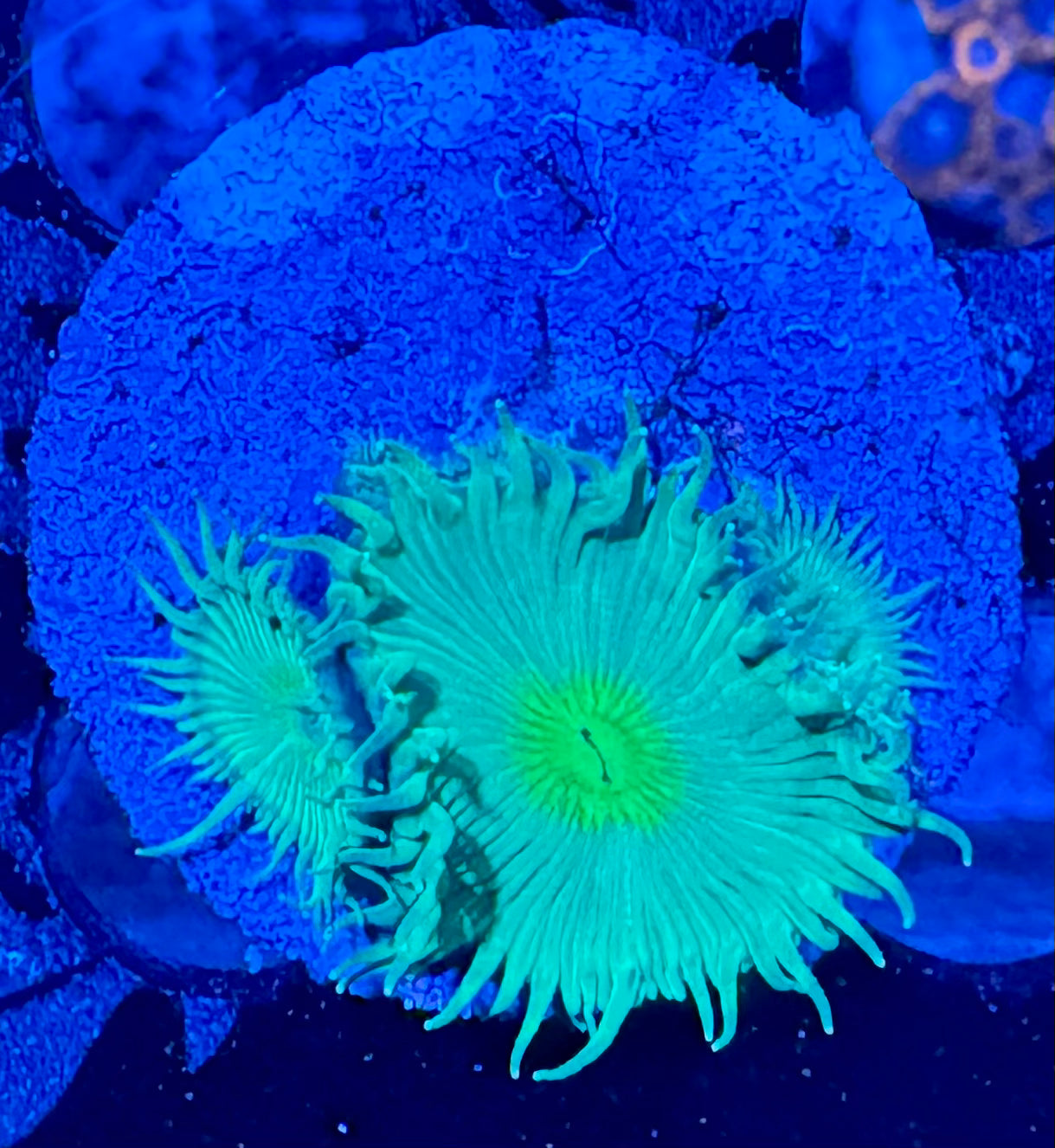 HAW Nuclear Green Palythoa