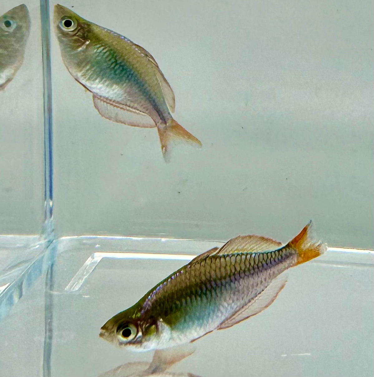 Dwarf Neon Rainbowfish