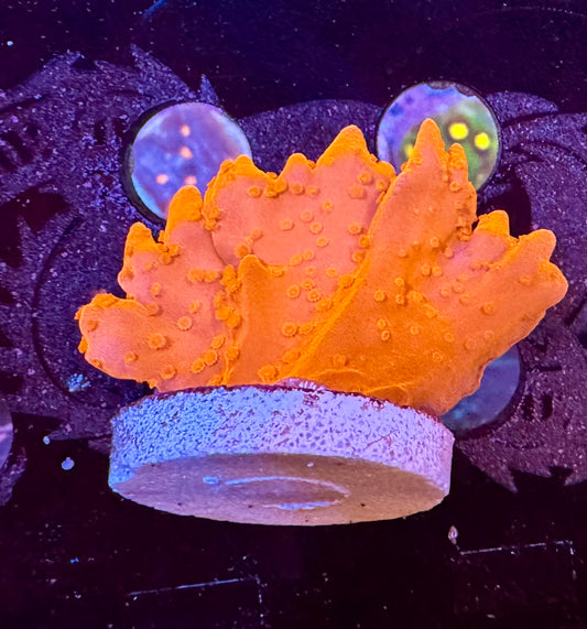 Red Setosa Coral