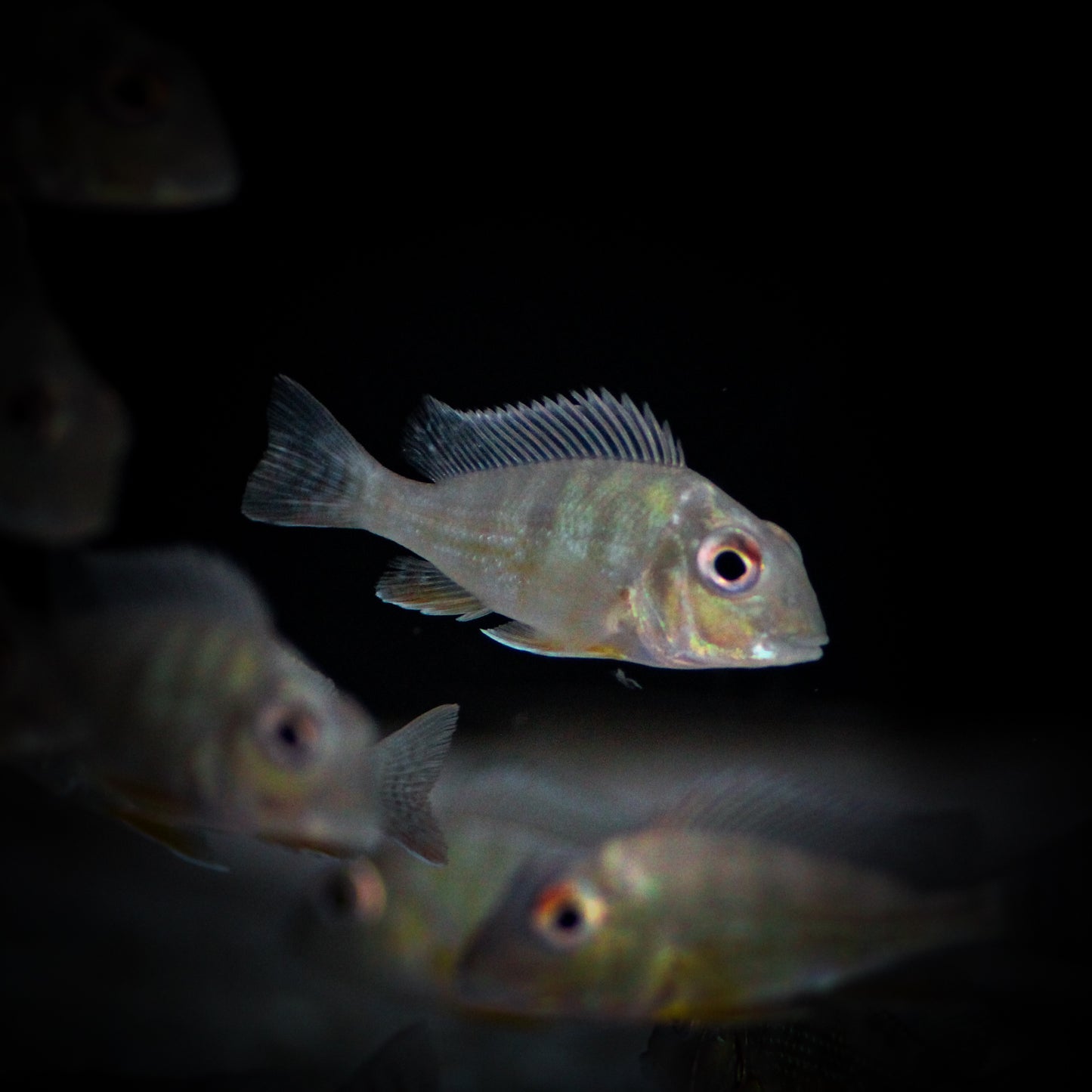 Geophagus Altifrons