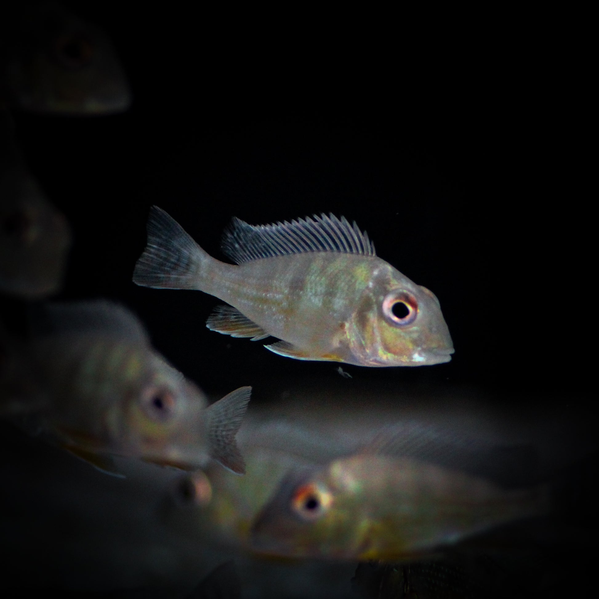 Geophagus Altifrons