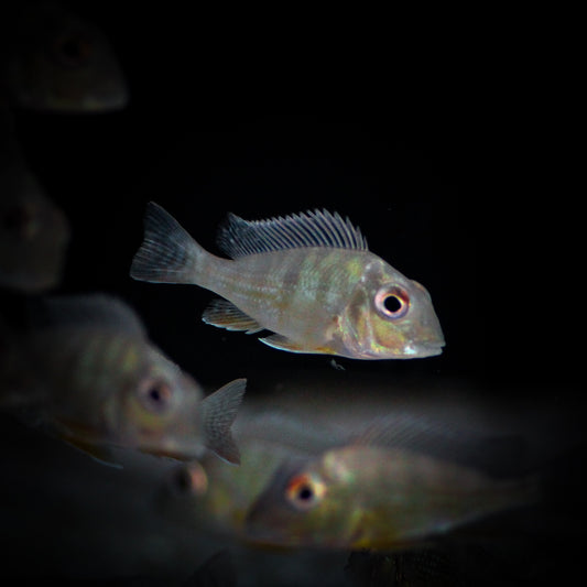 Geophagus Altifrons