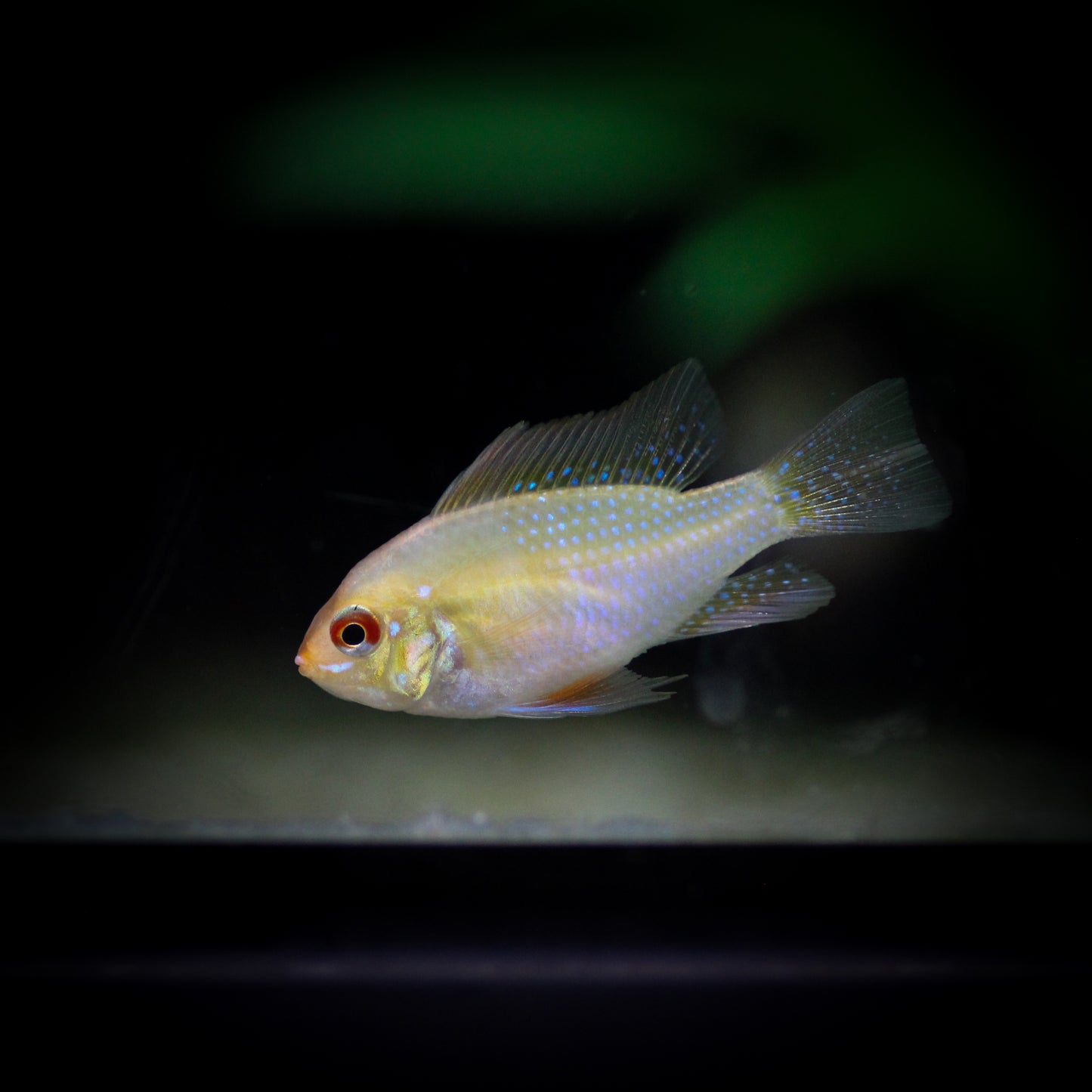 German Gold Ram