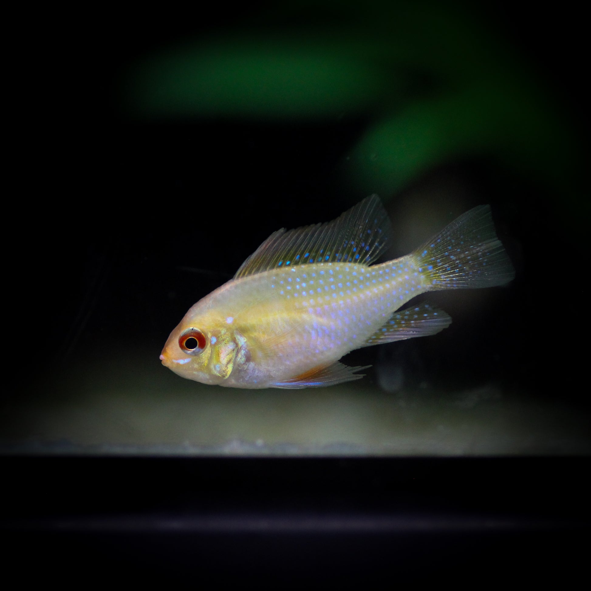 German Gold Ram