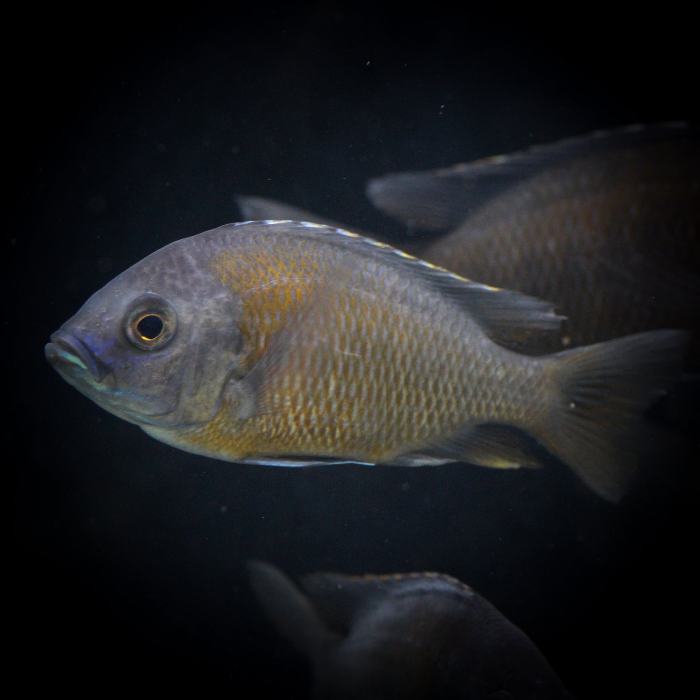 German Red Peacock Cichlid