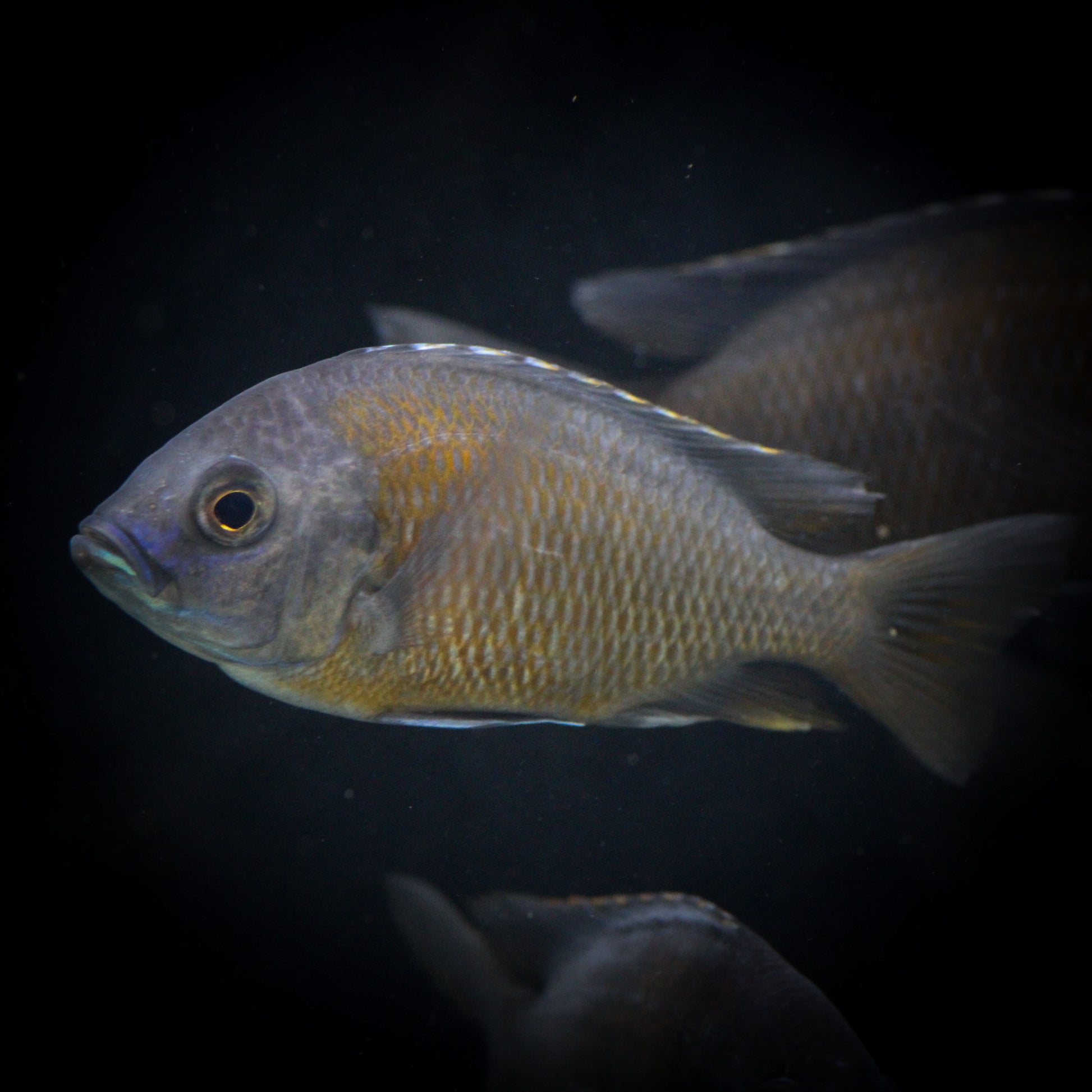 German Red Peacock Cichlid