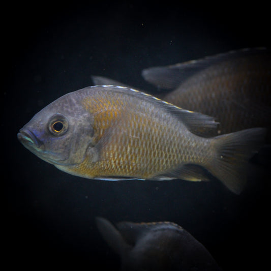 German Red Peacock Cichlid