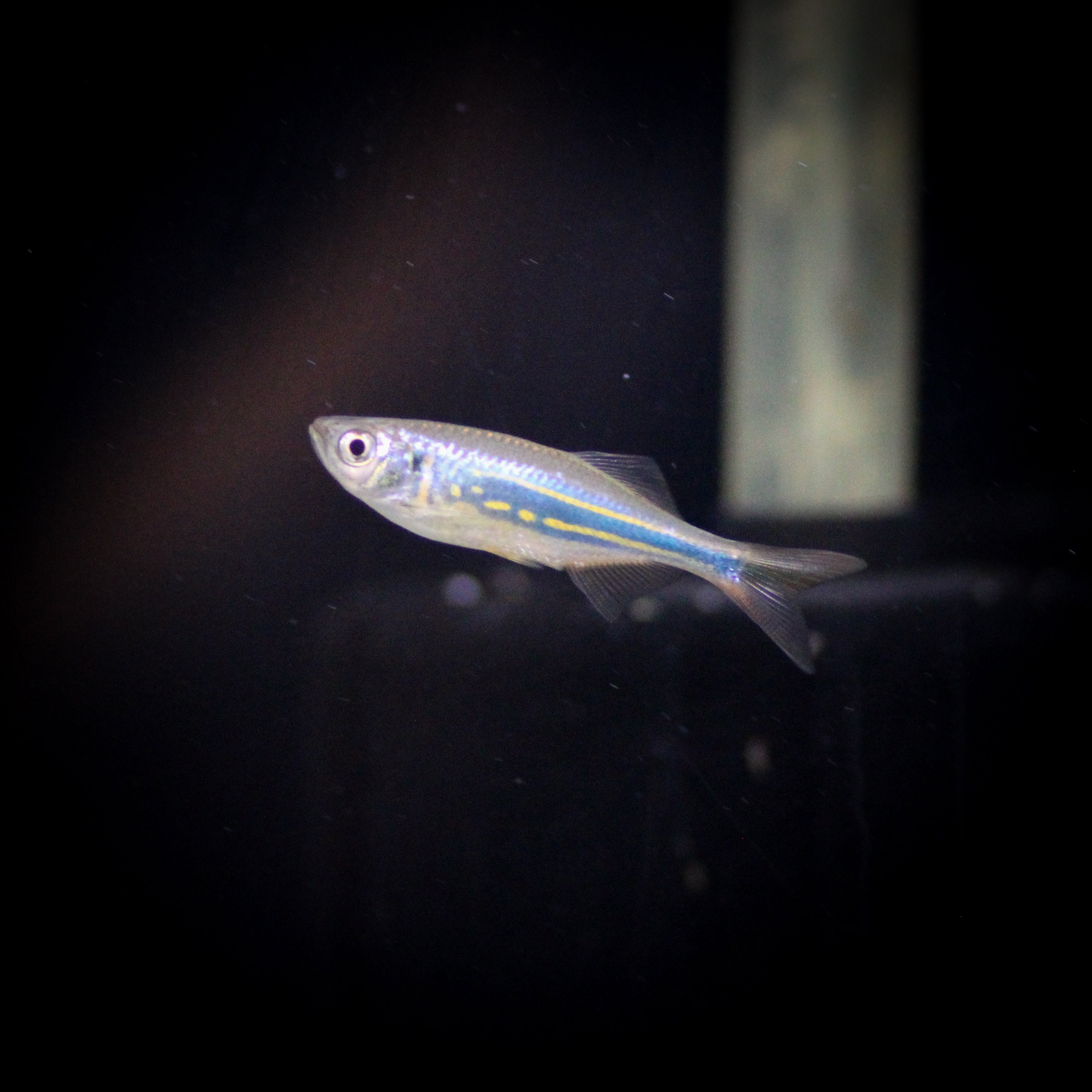 Danio and Rasbora – ShopHAW