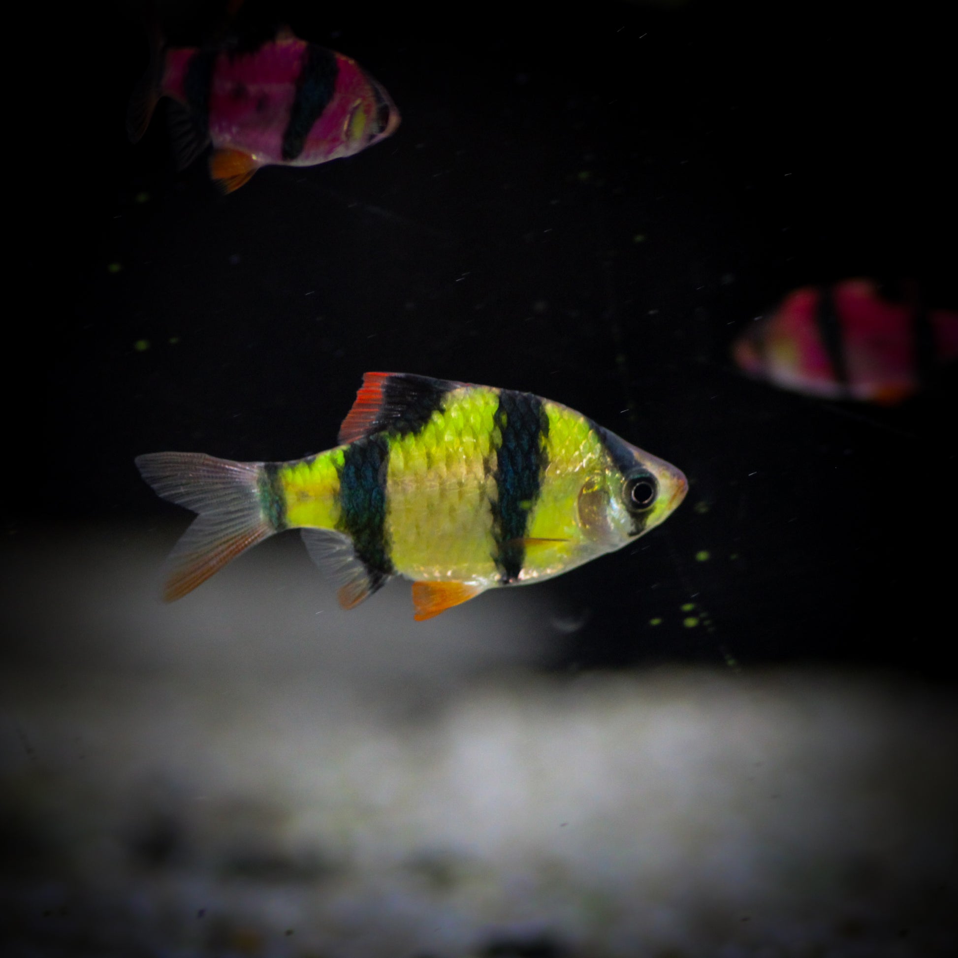 GloFish Barb
