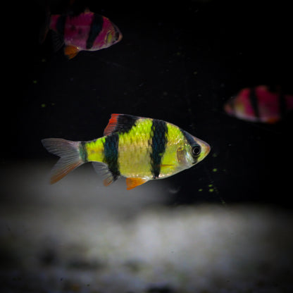 GloFish Barb