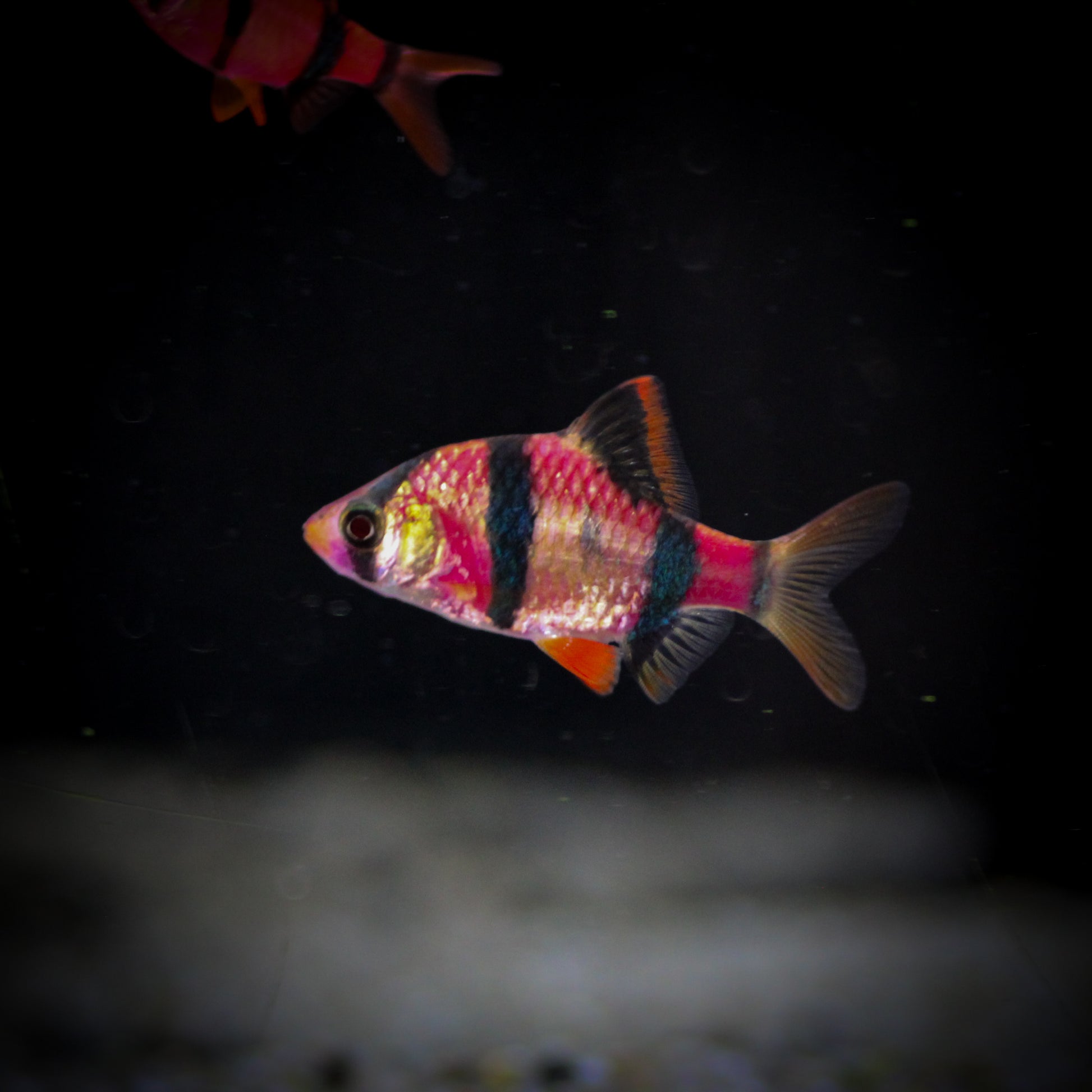GloFish Barb
