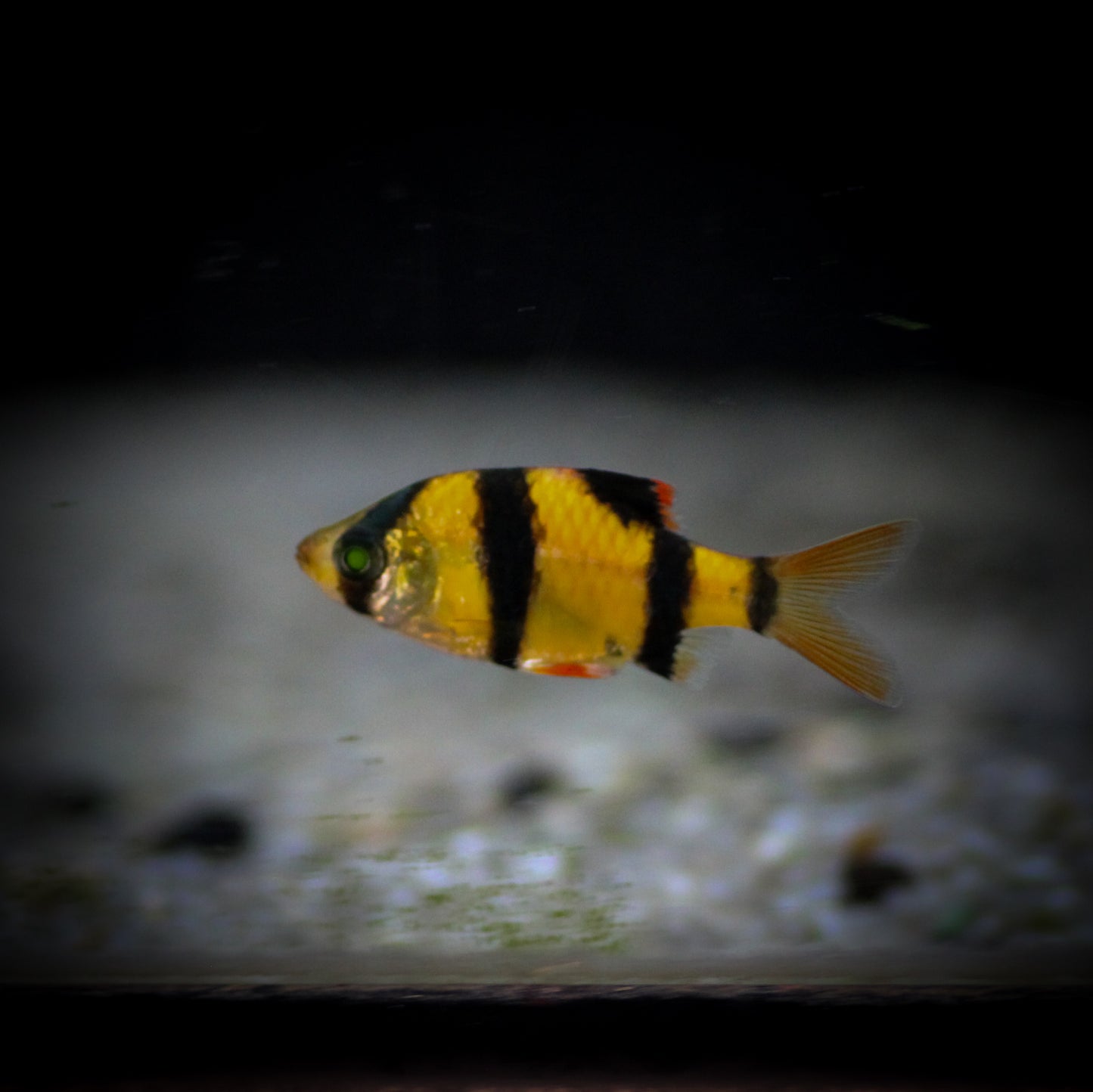 GloFish Barb