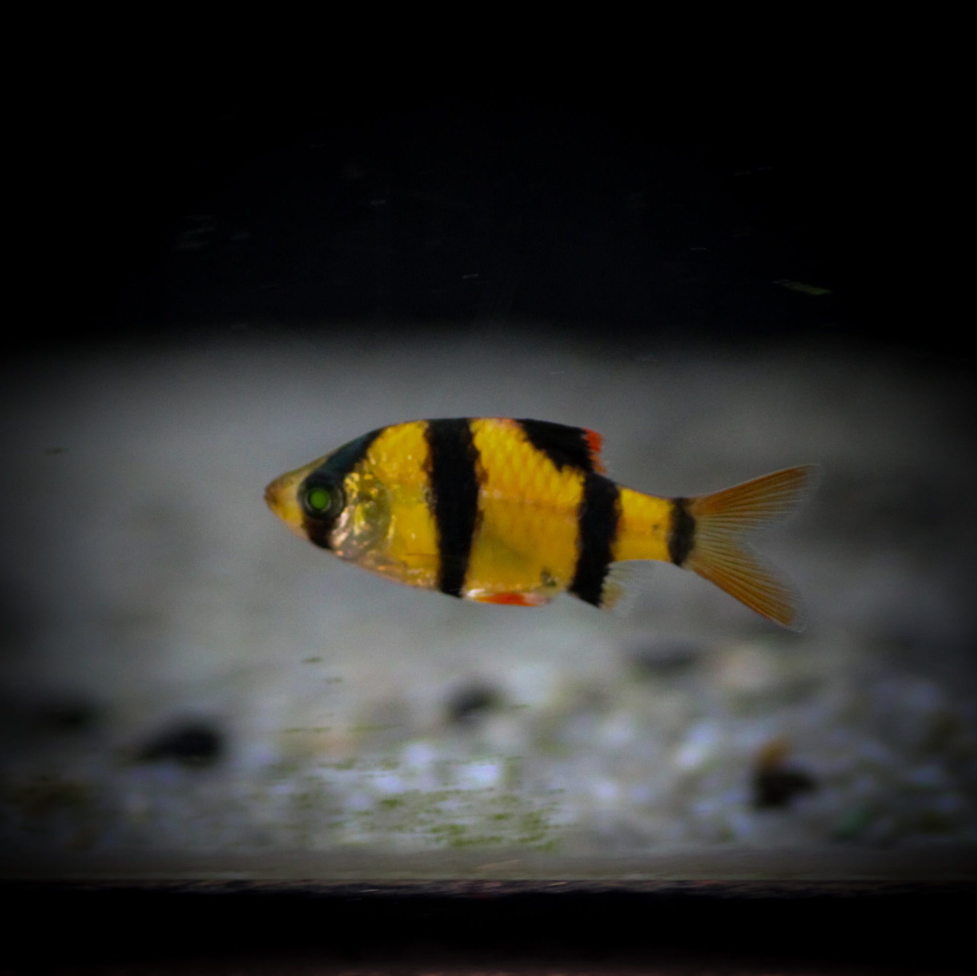 GloFish Barb