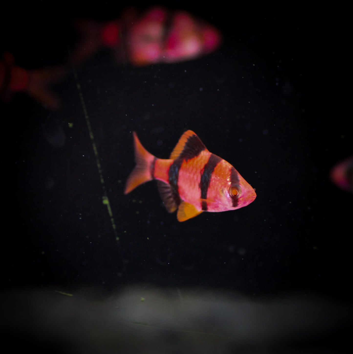 GloFish Barb