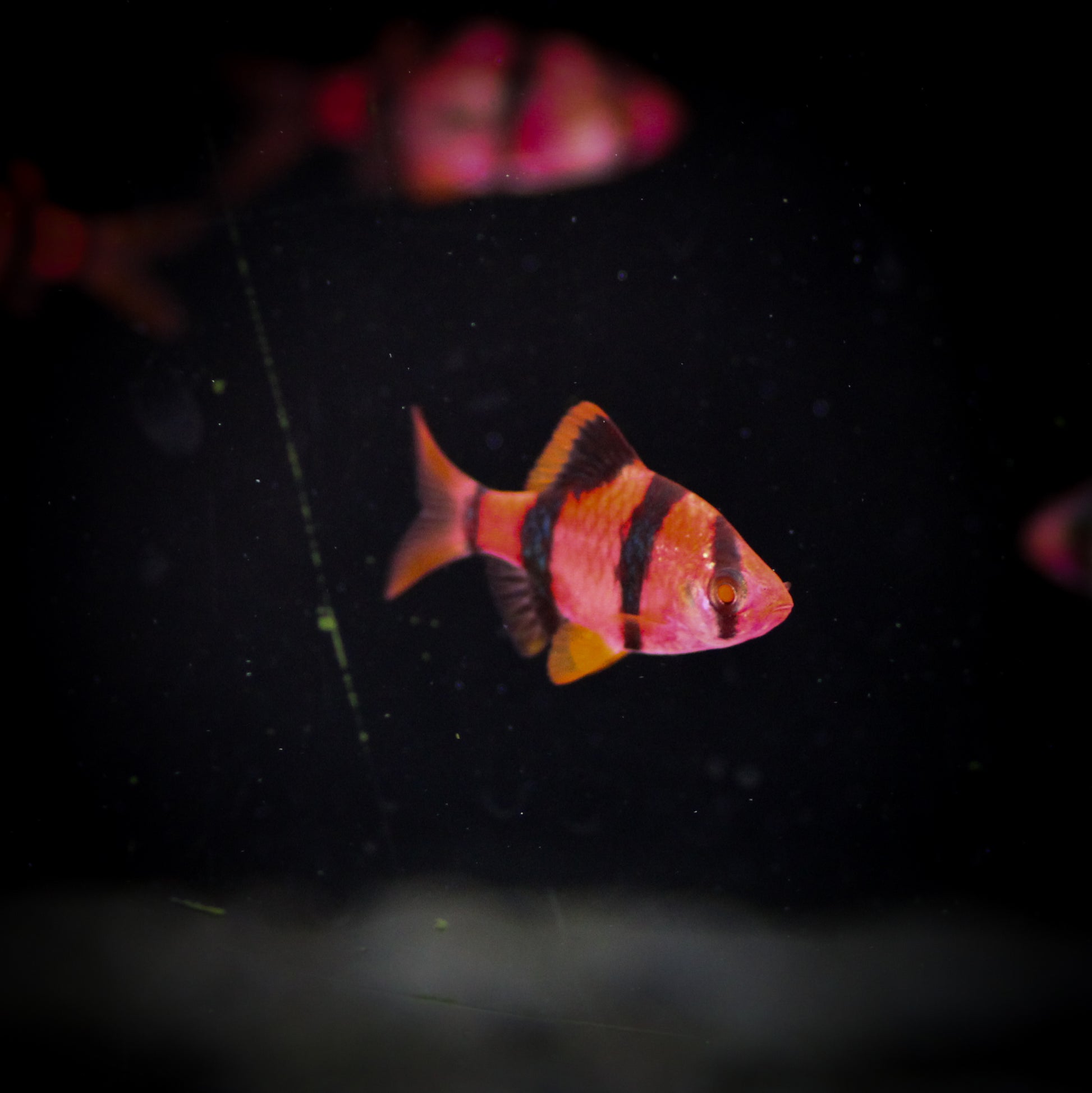 GloFish Barb