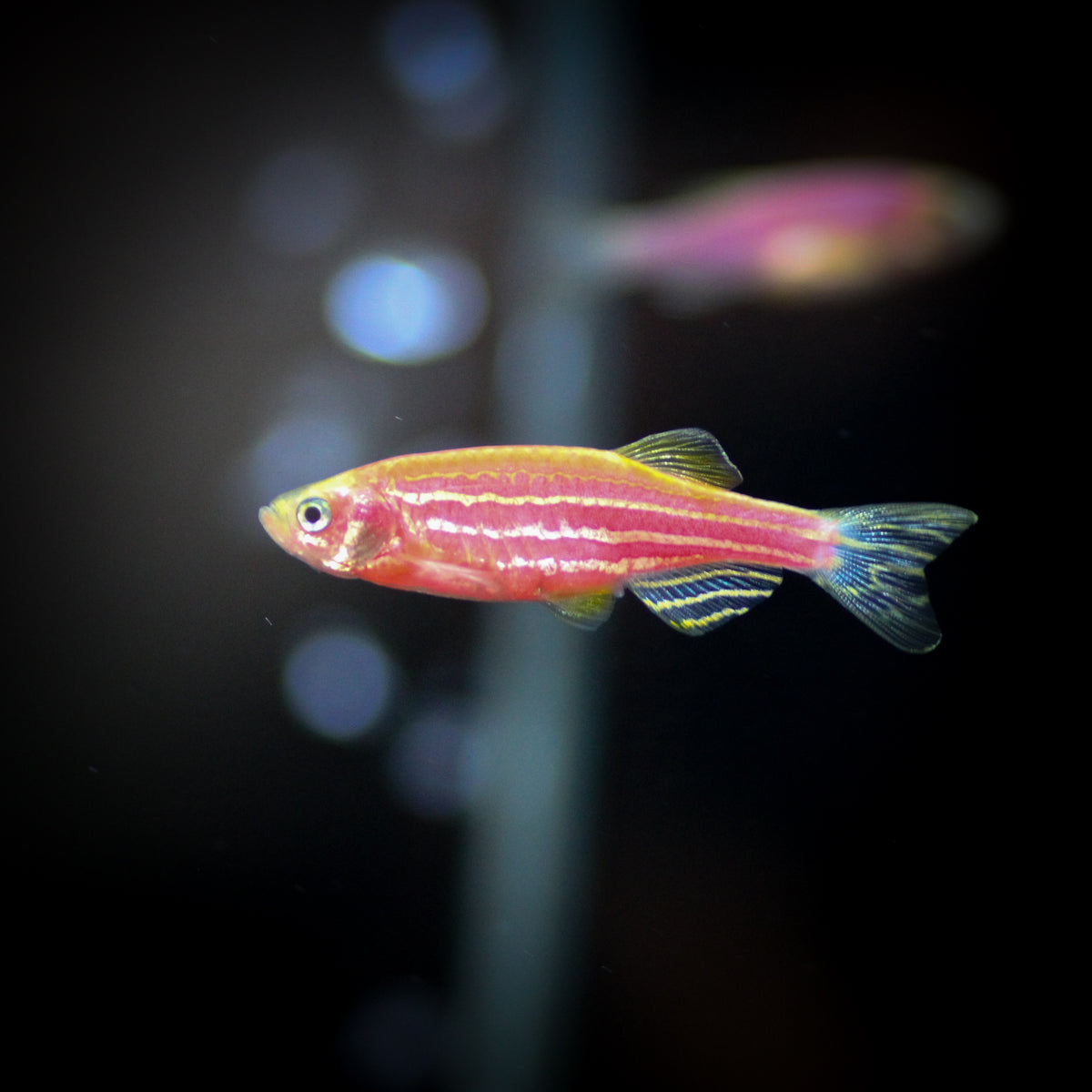 GloFish Danio