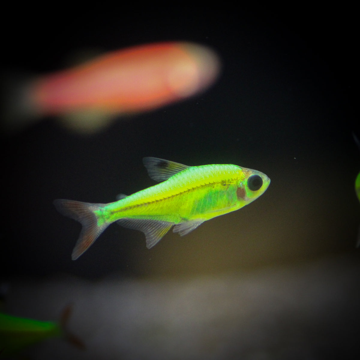 GloFish Pristella Tetra (Pristella maxillaris)
