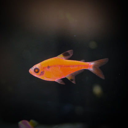 GloFish Pristella Tetra (Pristella maxillaris)