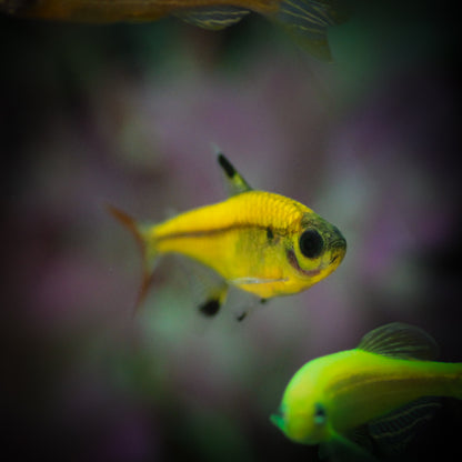 GloFish Pristella Tetra (Pristella maxillaris)